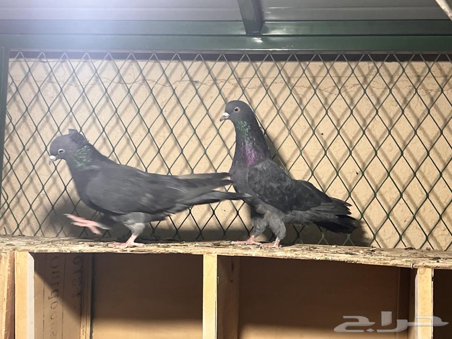 حمام قطايف قلابي للبيع63175012636163111