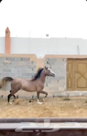 مهر شعبي كفو631673128678421110