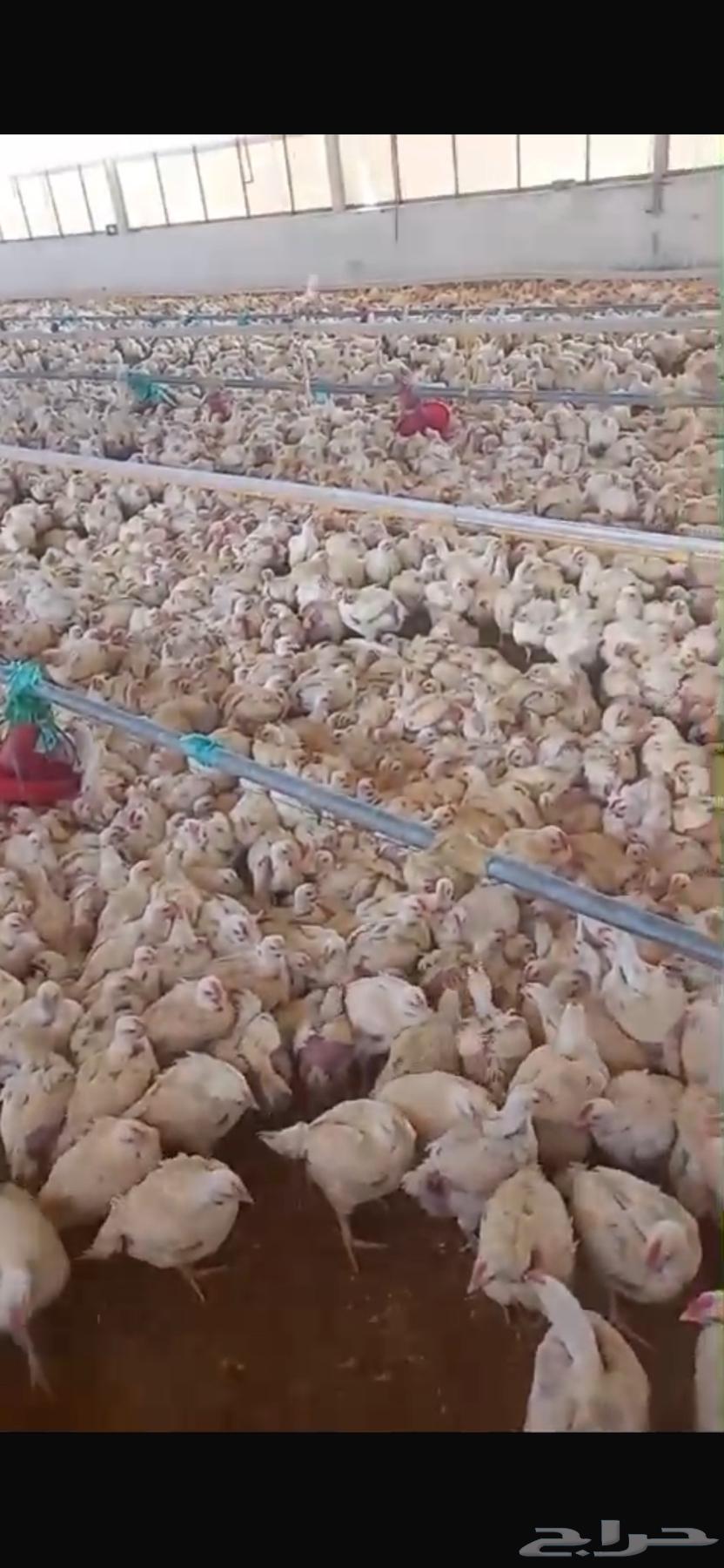 Meat chicken63161751259393111