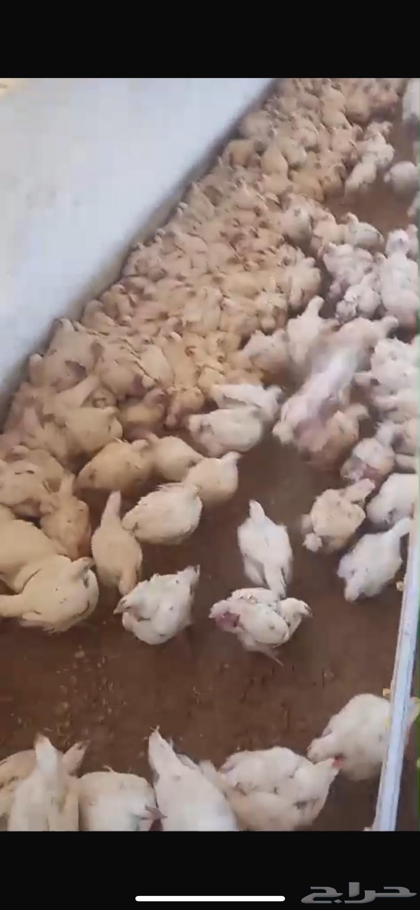Meat chicken63161751259393113