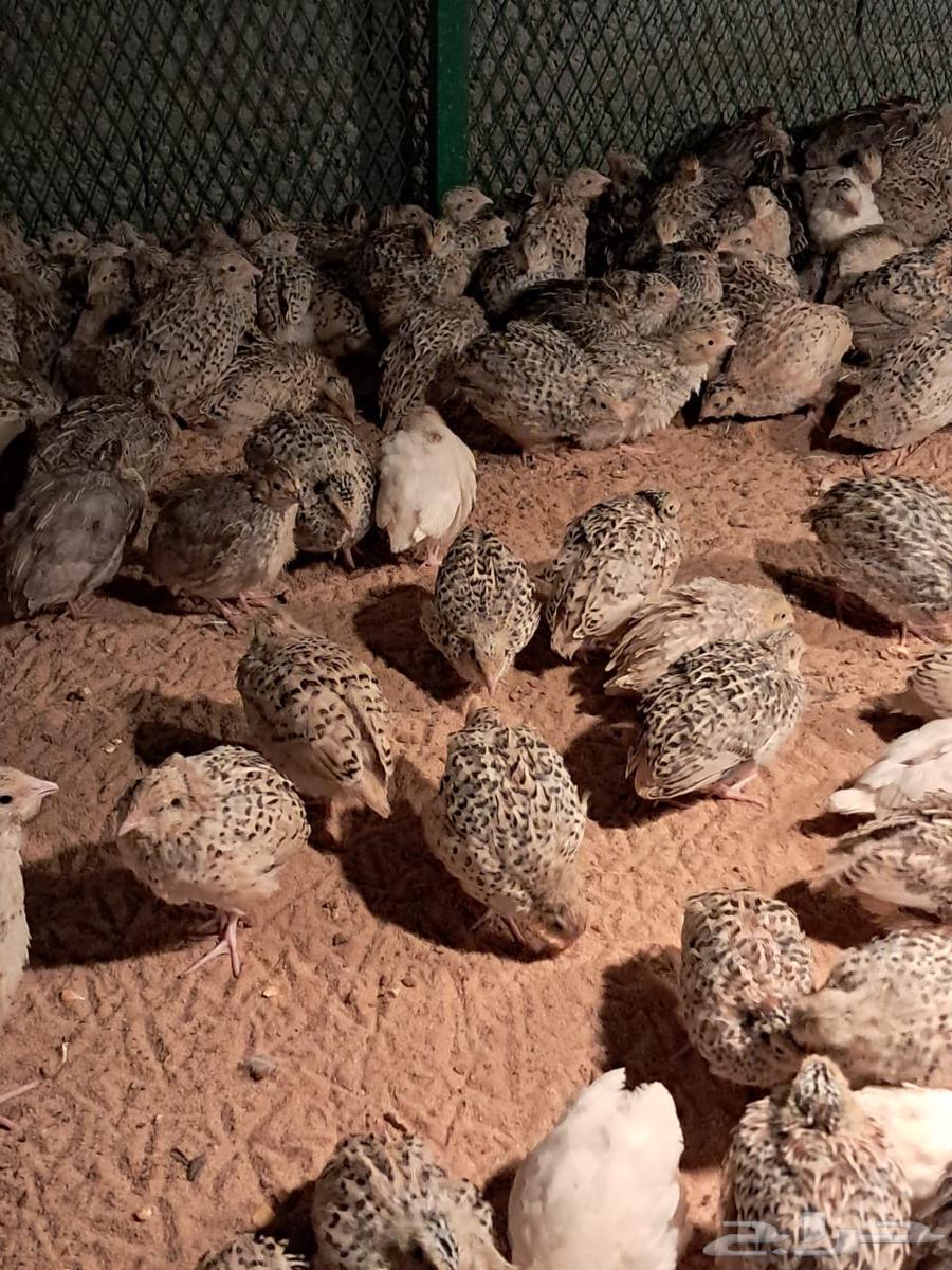 سمان لاحم63161751374977113