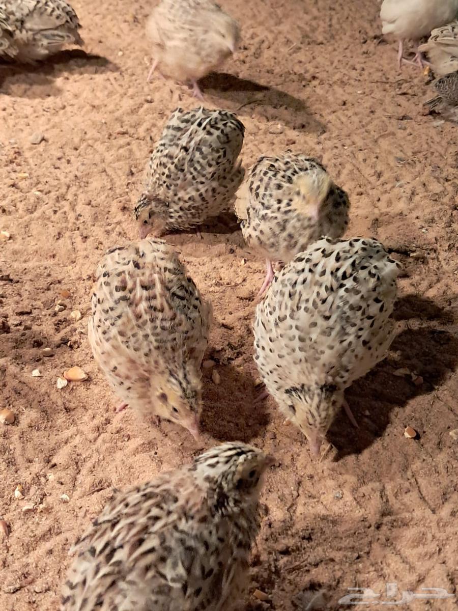 سمان لاحم63161751374977111