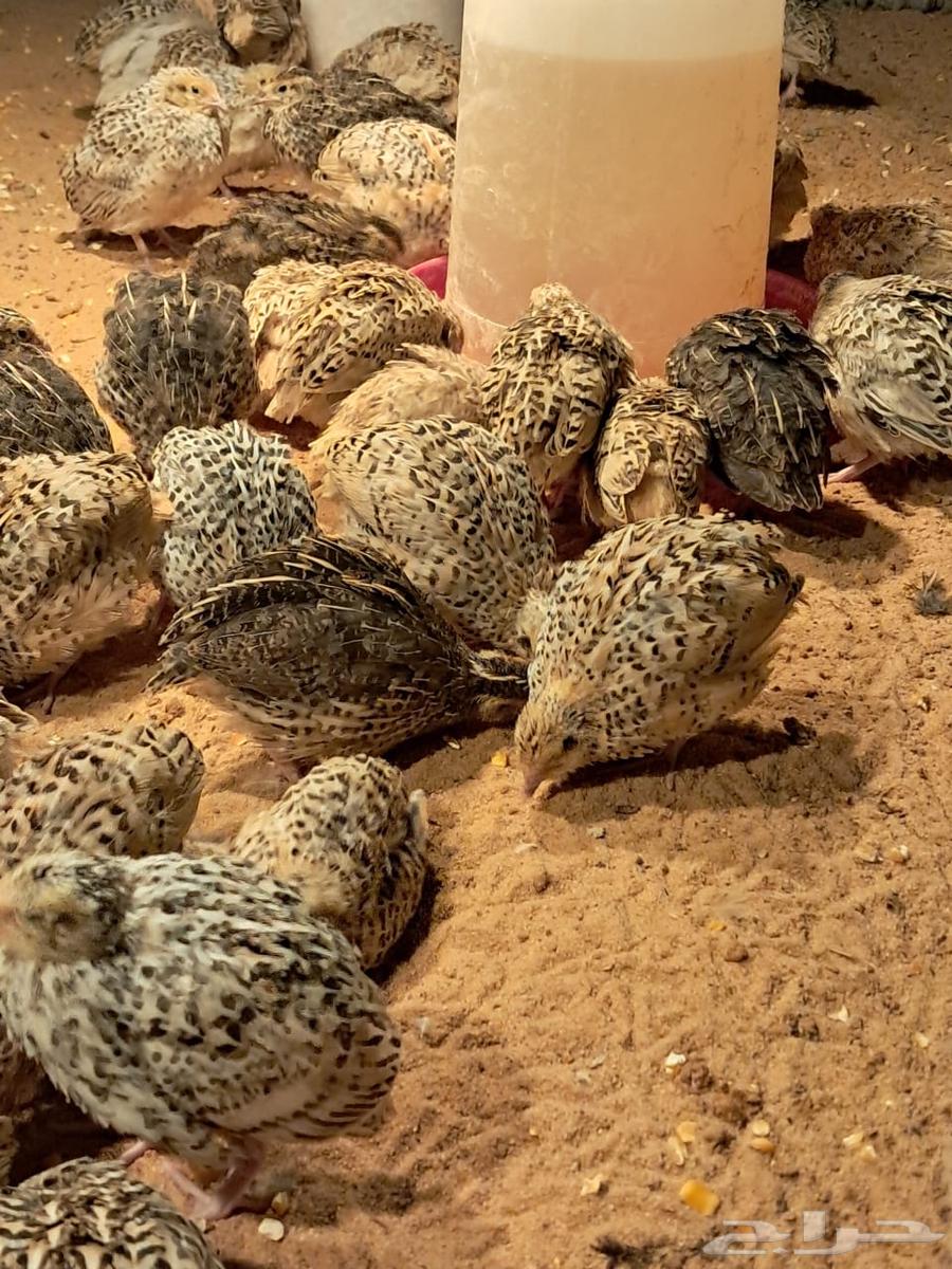 سمان لاحم63161751374977112