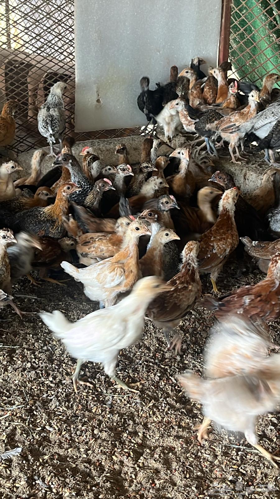 Chicken sauce, local and Fayoumi chicks from one week to one month63160840430977114