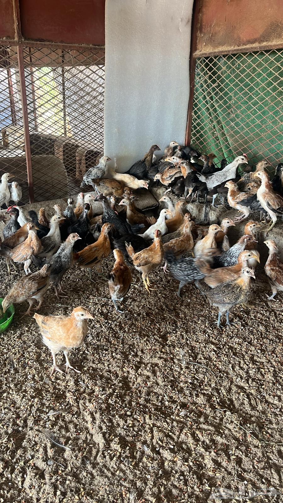 Chicken sauce, local and Fayoumi chicks from one week to one month63160840430977113