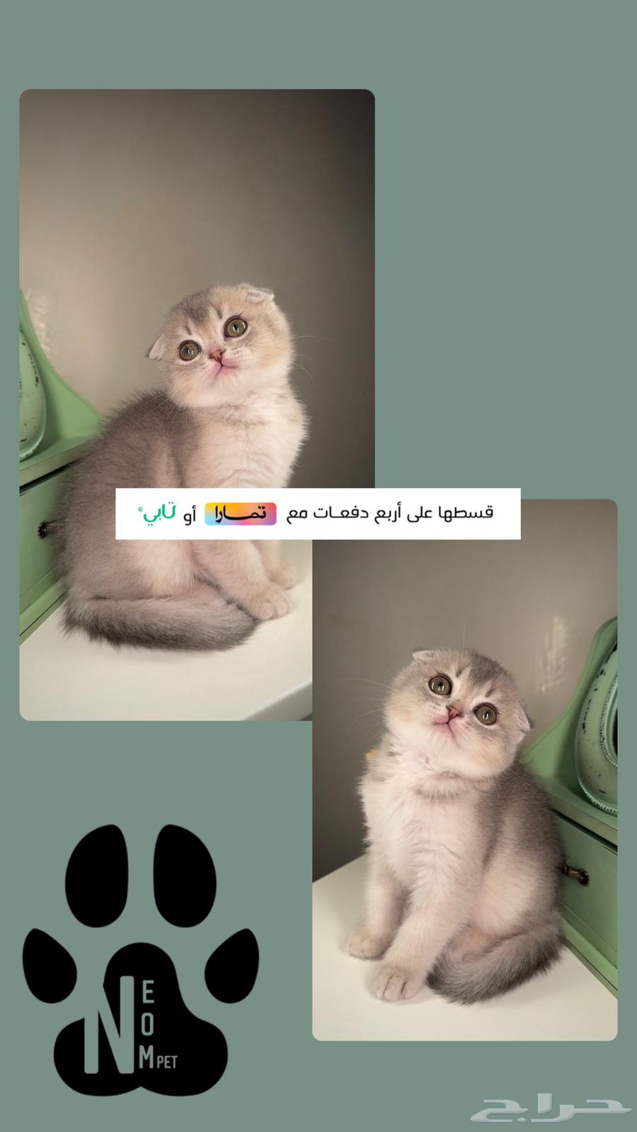 Scotch Fold Street Kitten Female Male Cats for Sale Shirazi Himalaya Cat63159480788867112