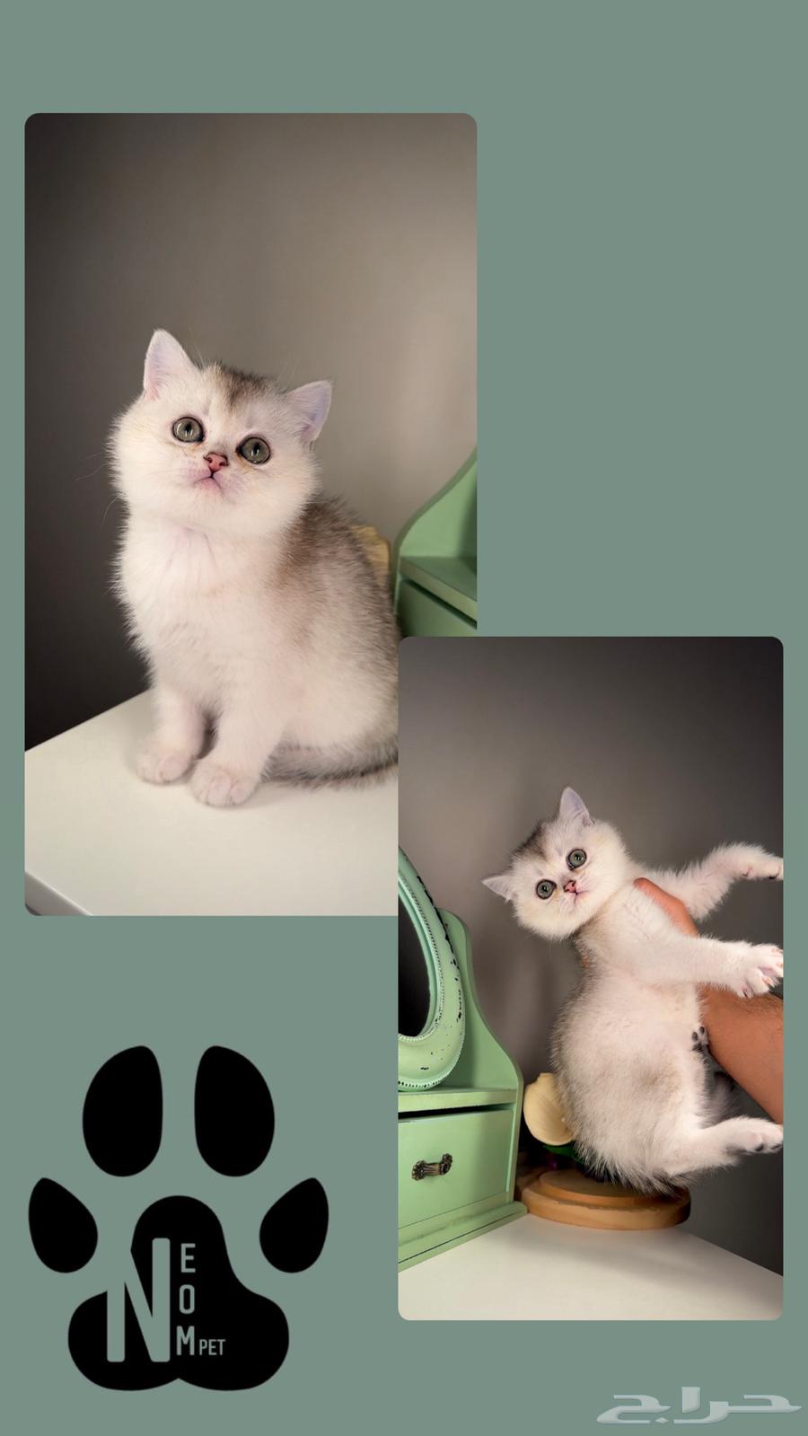 Scotch Fold Street Kitten Female Male Cats for Sale Shirazi Himalaya Cat63159480788867111