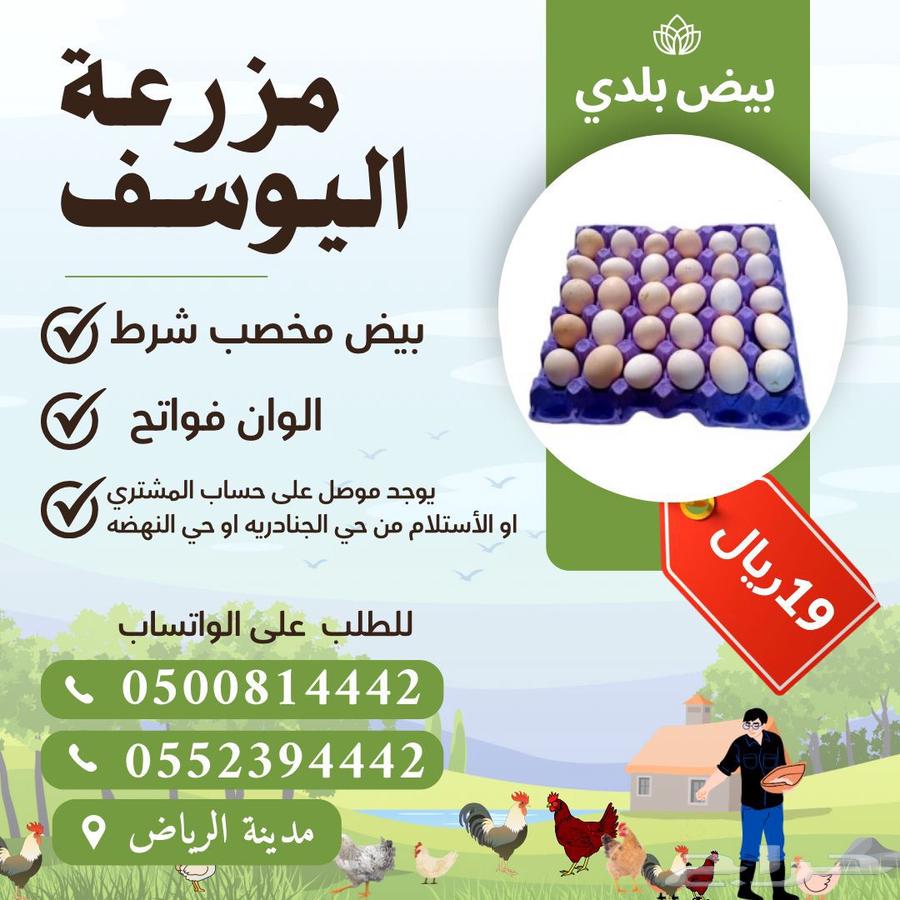 بيض بلدي مخصب ملقح63163169822211111