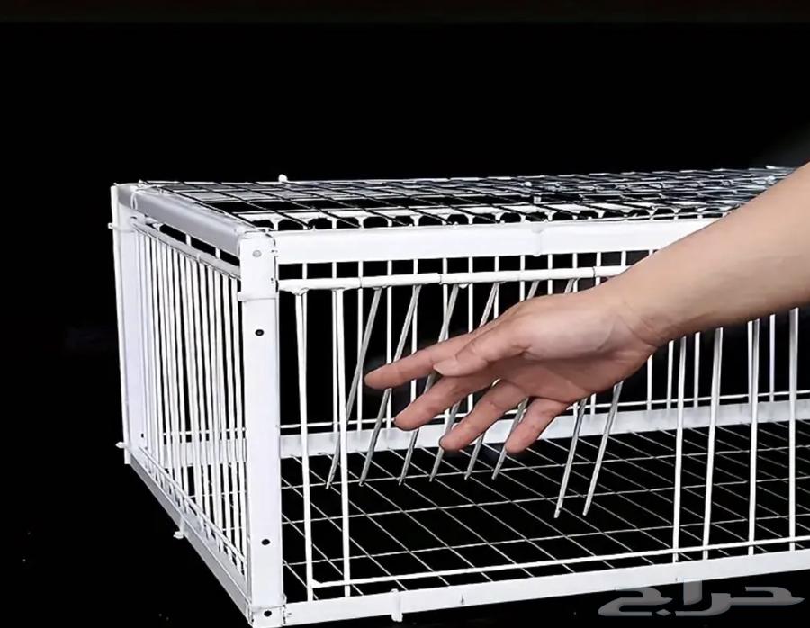 Automatic pigeon trap63159934123906111
