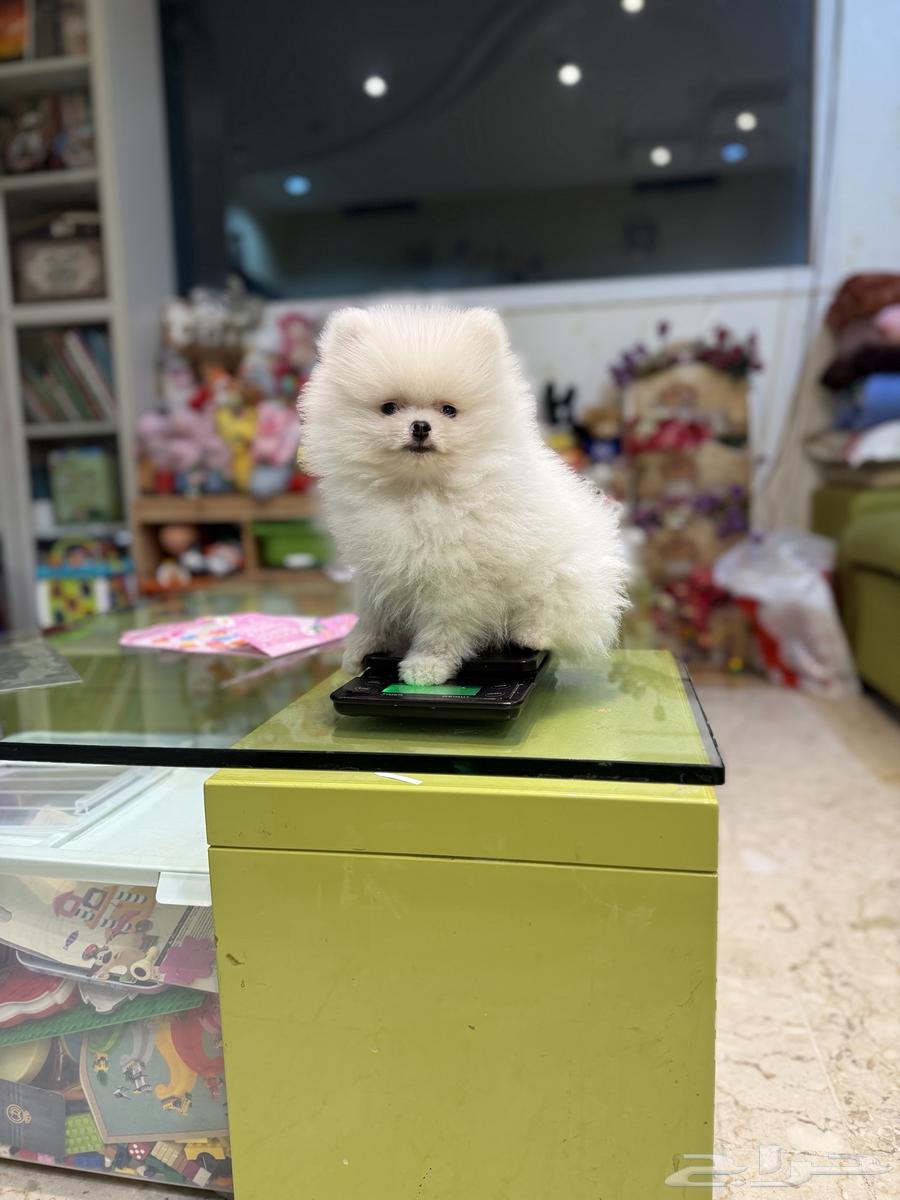 Riko - Pomeranian Super Mini (Sold)63160815950209111