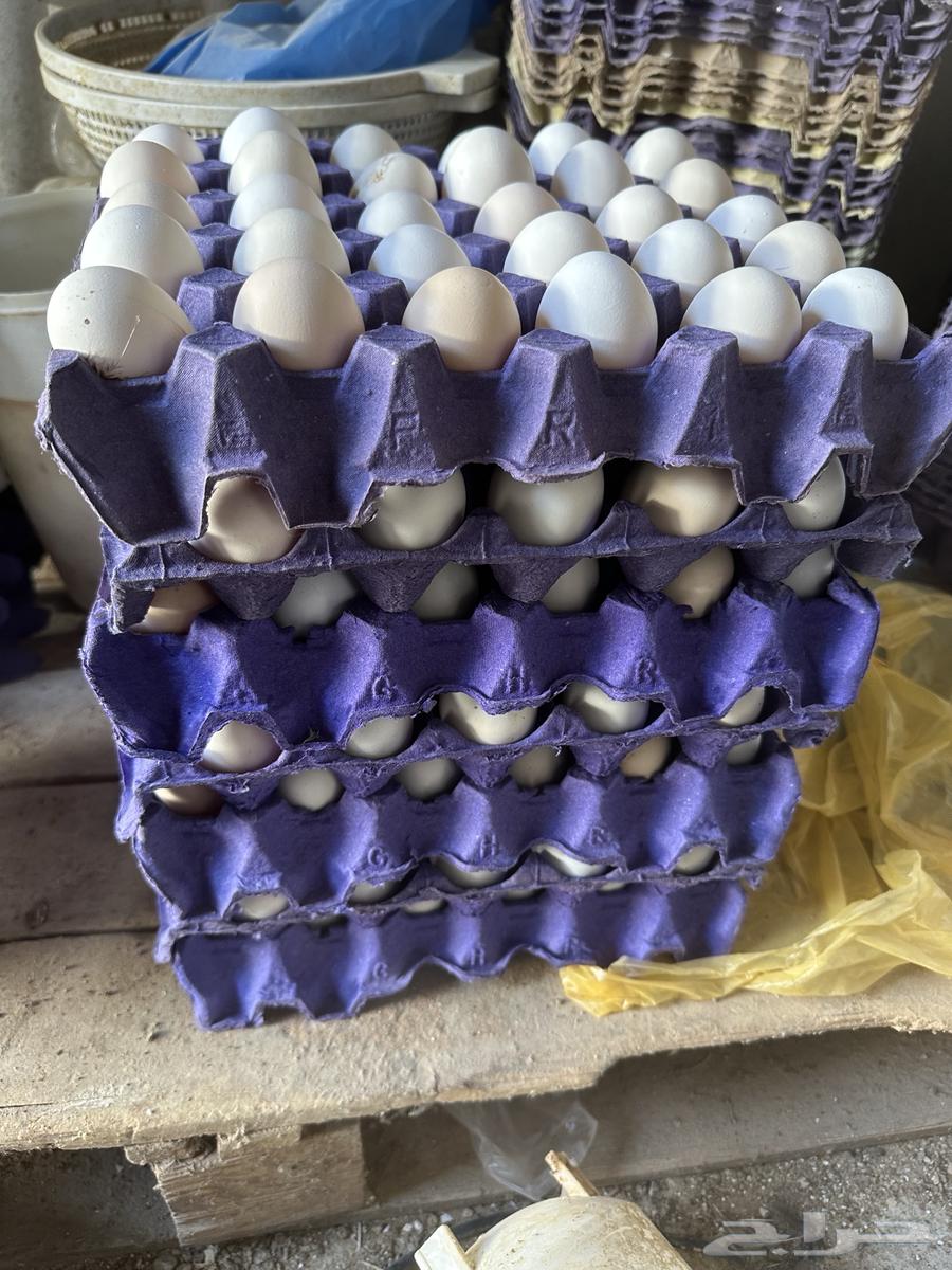 للبيع بيض دجاج فيومي631594534243861117