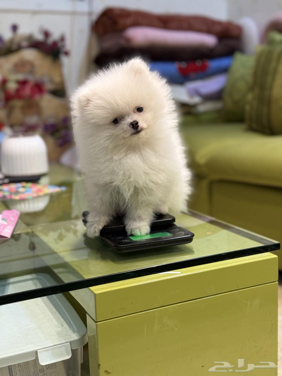 Riko - Pomeranian Super Mini (Sold)631608159502091122