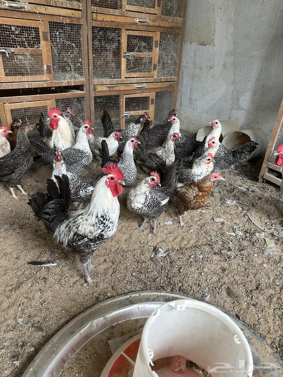 للبيع بيض دجاج فيومي63159453424386111