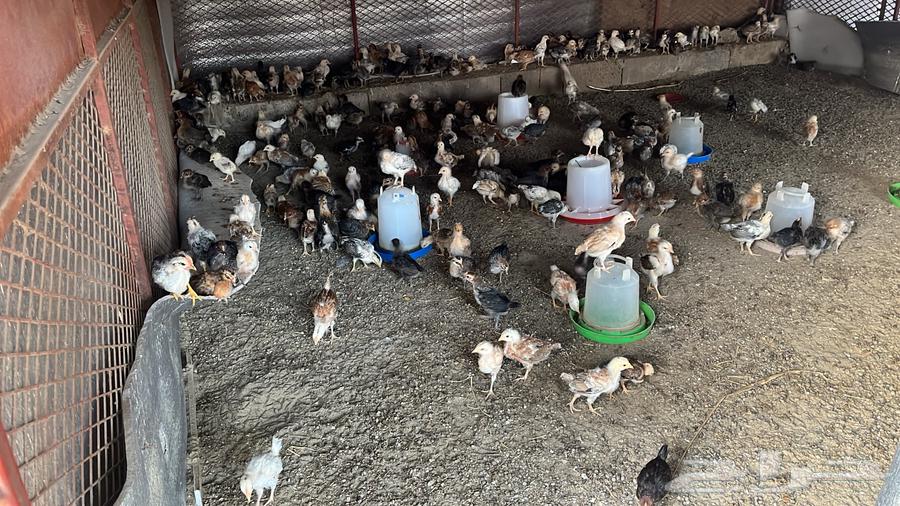 Chicken sauce, local and Fayoumi chicks from one week to one month63160840430977112