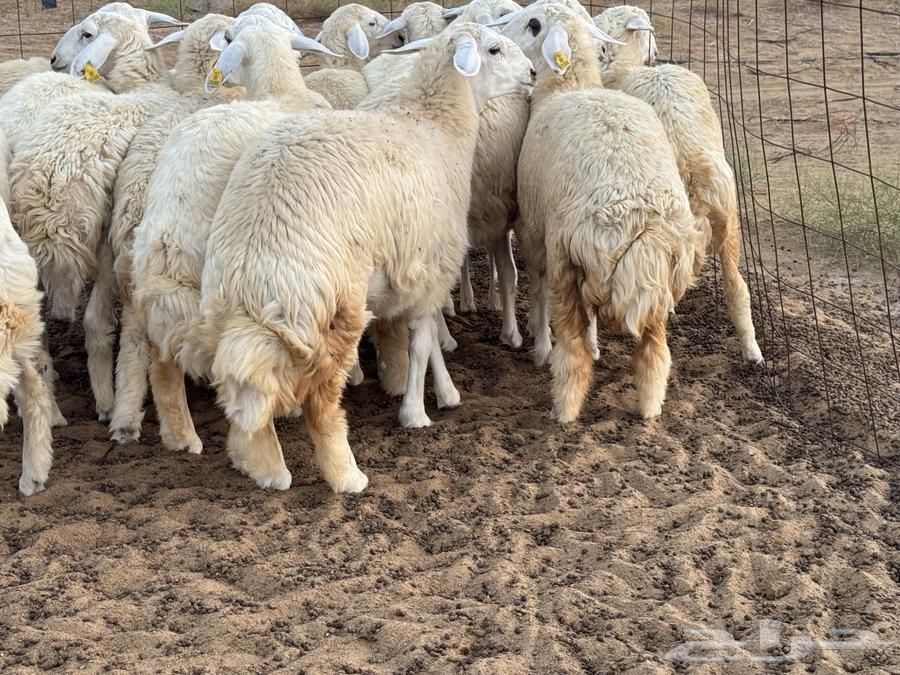 Rokhala freedom (sold)63160382255874112