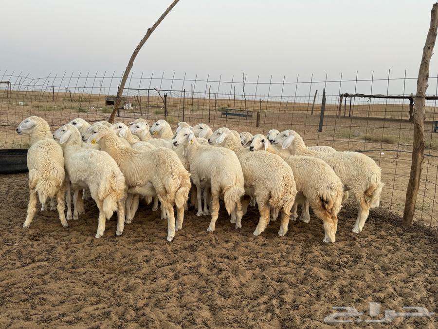 Rokhala freedom (sold)63160382255874110