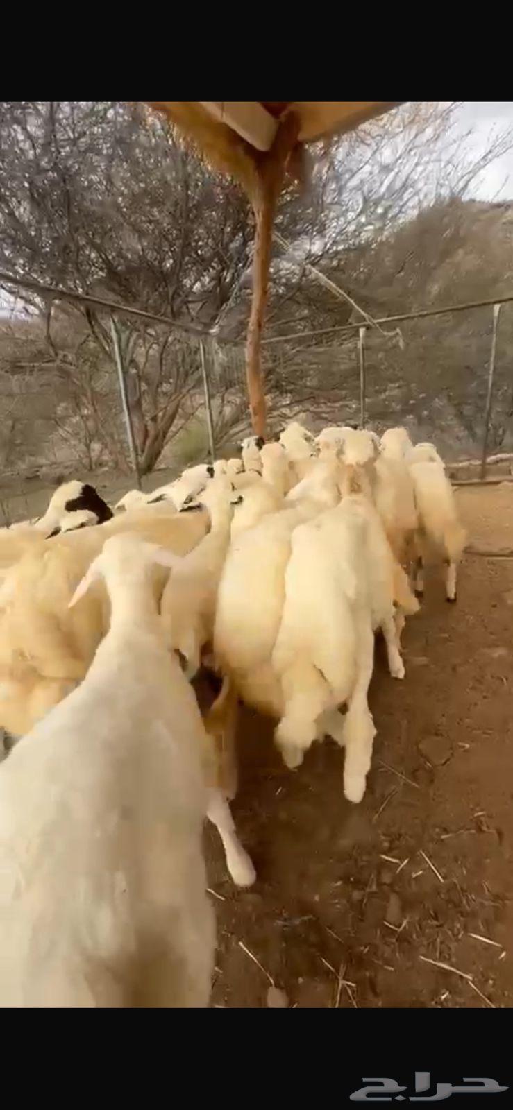 40 heads of sheep for sacrifice63159934108929116
