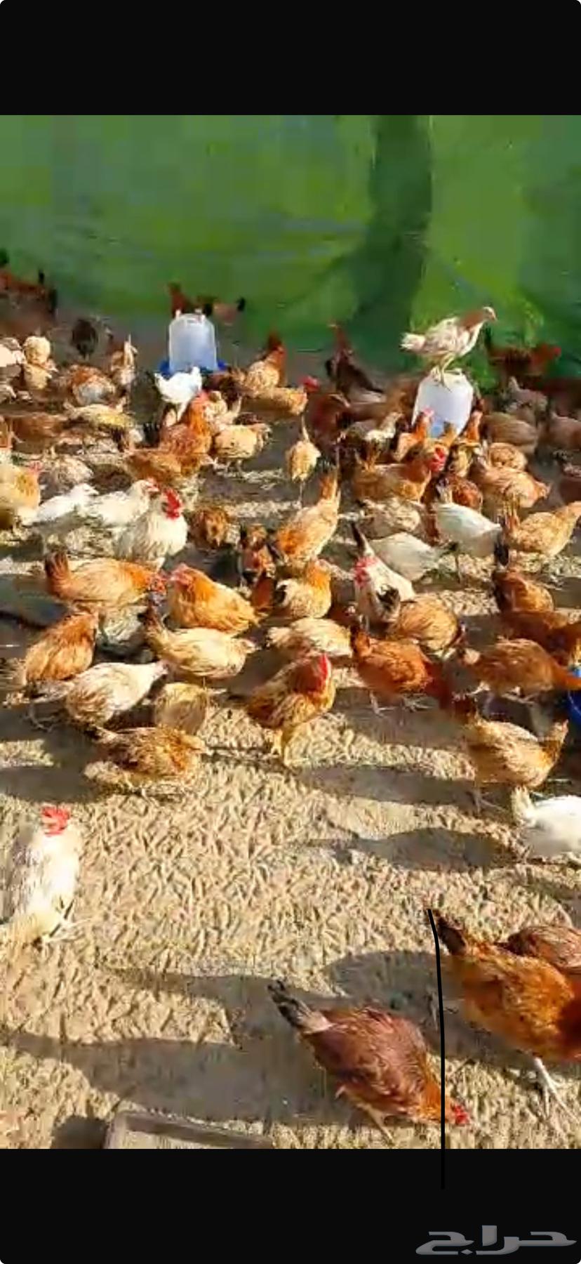 الجعيمه631612899601941129