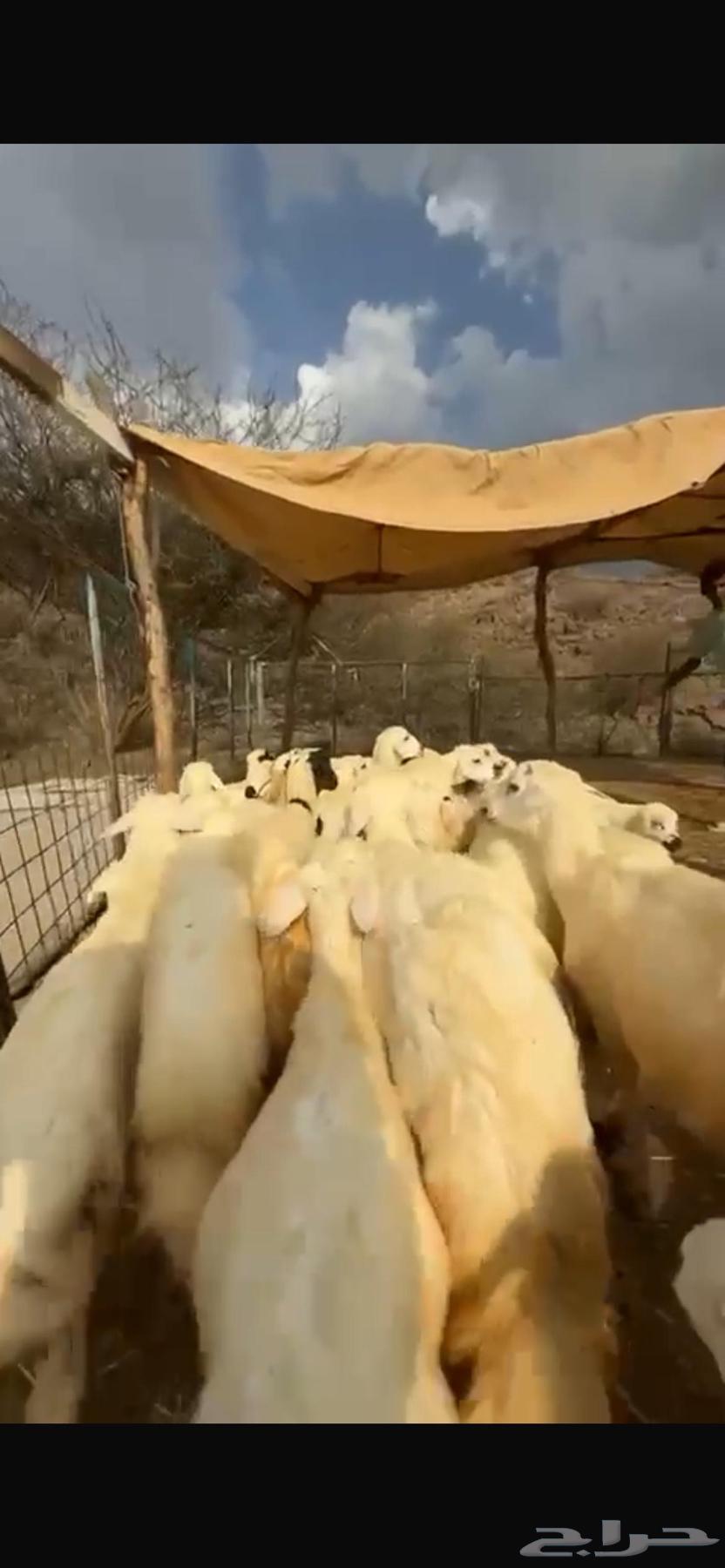 40 heads of sheep for sacrifice63159934108929112