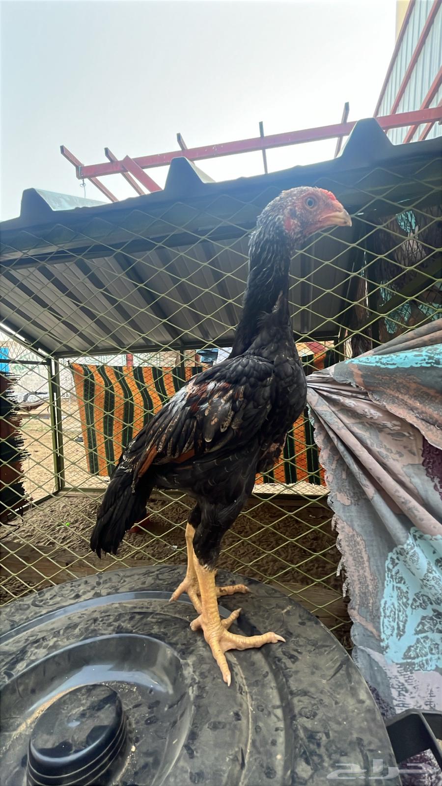 Shamo, the sale has been completed.63158076343683114