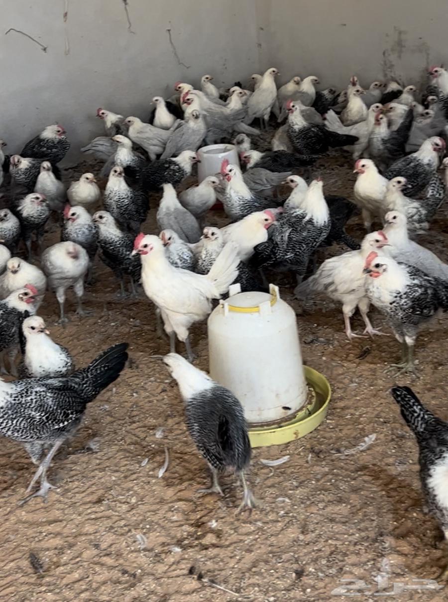 Fawomi chicken63157630854017111