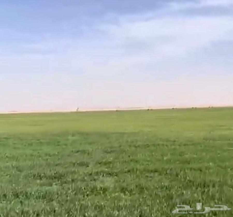 مزرعة للبيع في الفروثي بمحافظة المجمعة63009819217921111