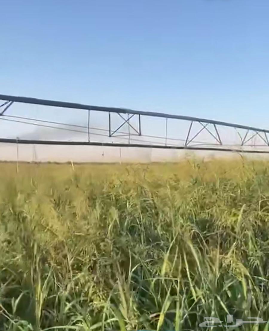 مزرعة للبيع في الفروثي بمحافظة المجمعة630098192179211123