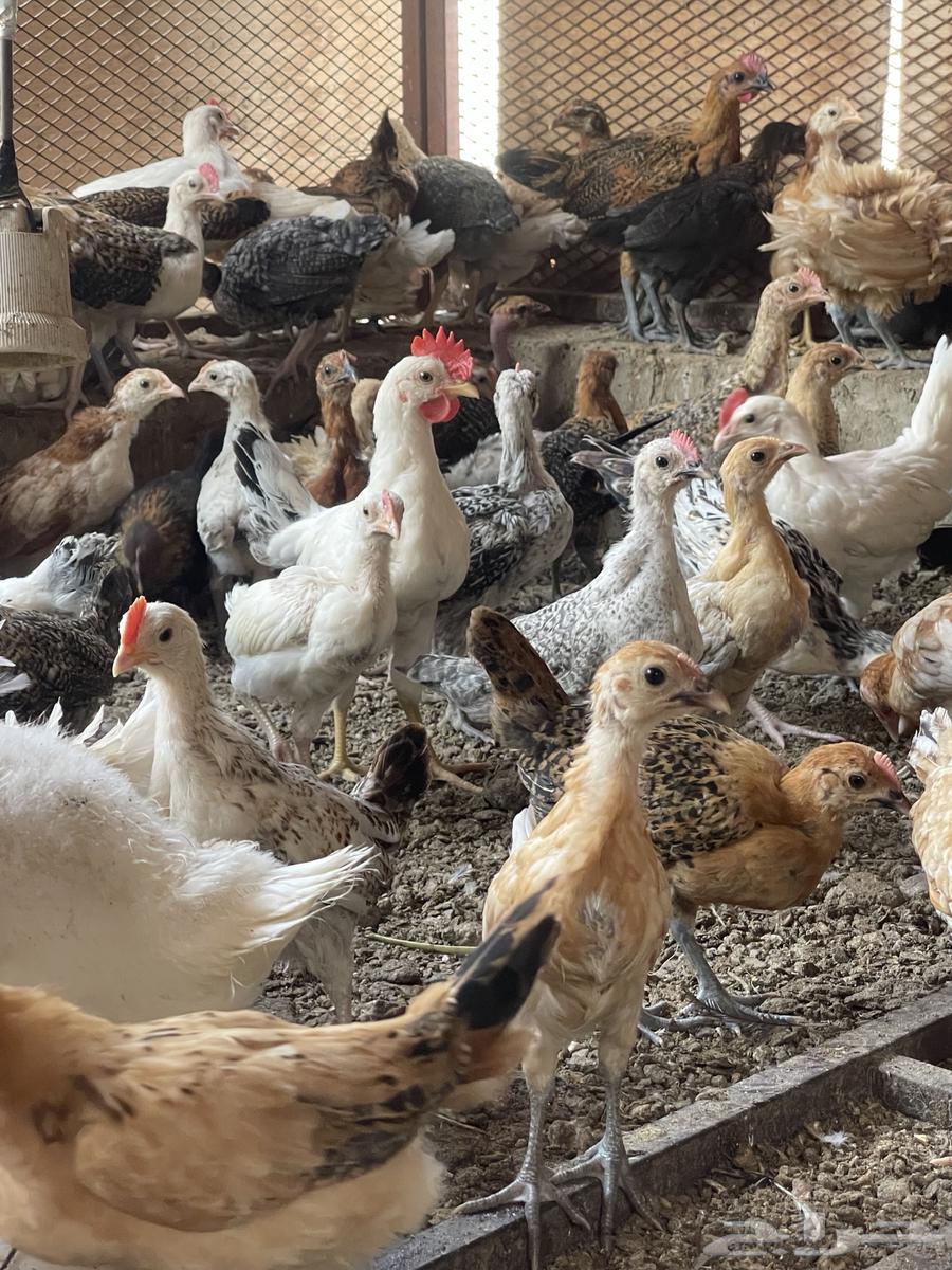 Local chicken broilers appetizers63157630642051112