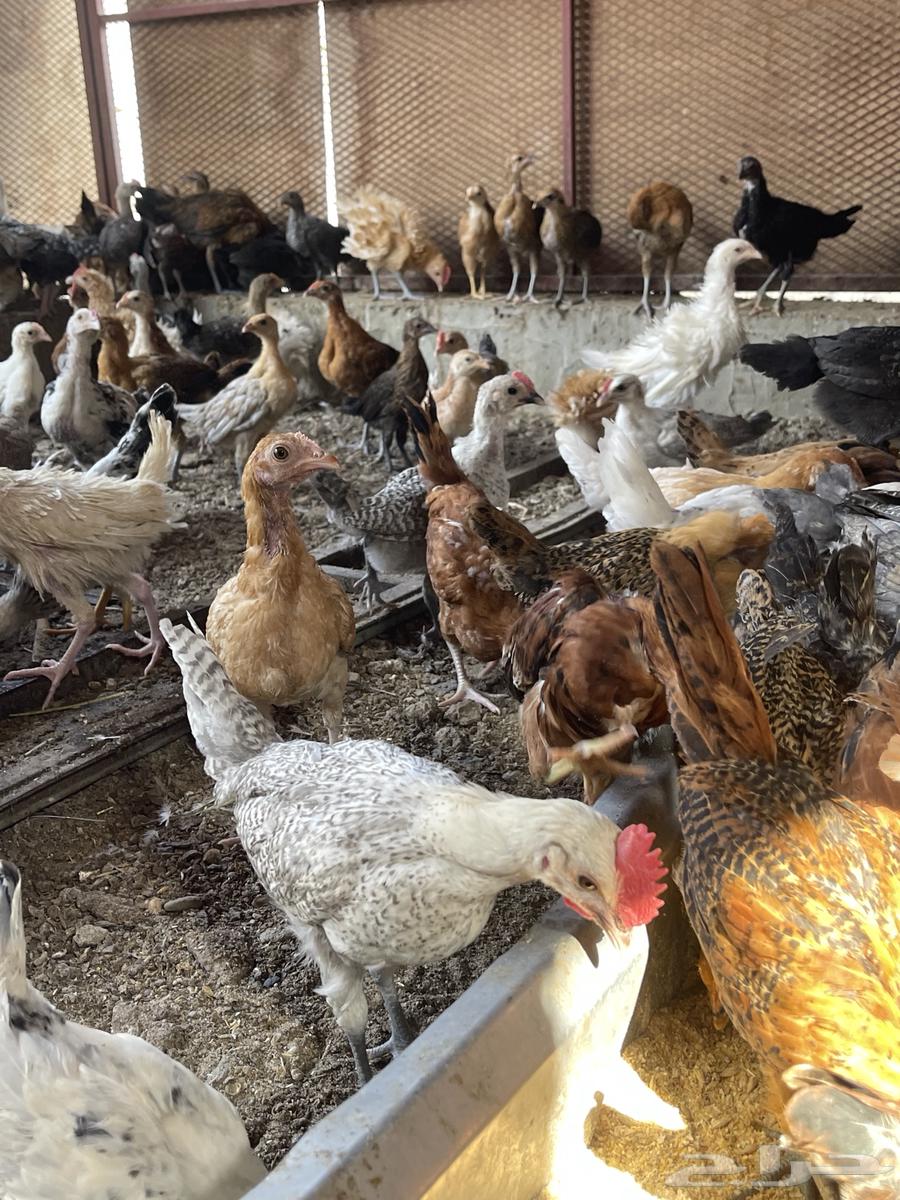 Local chicken broilers appetizers63157630642051111