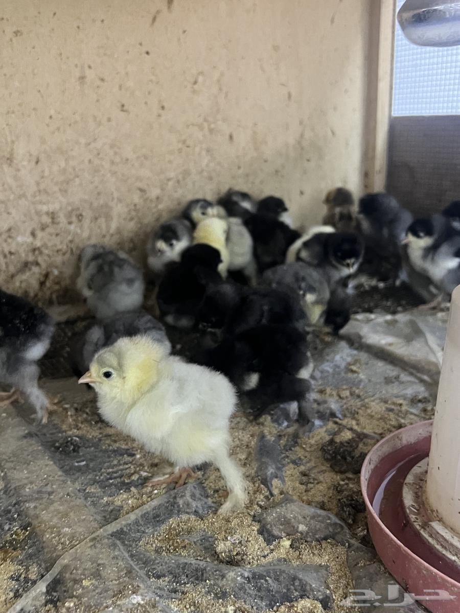 للبيع صوص براهما عدد 20 جوز63157650236802111
