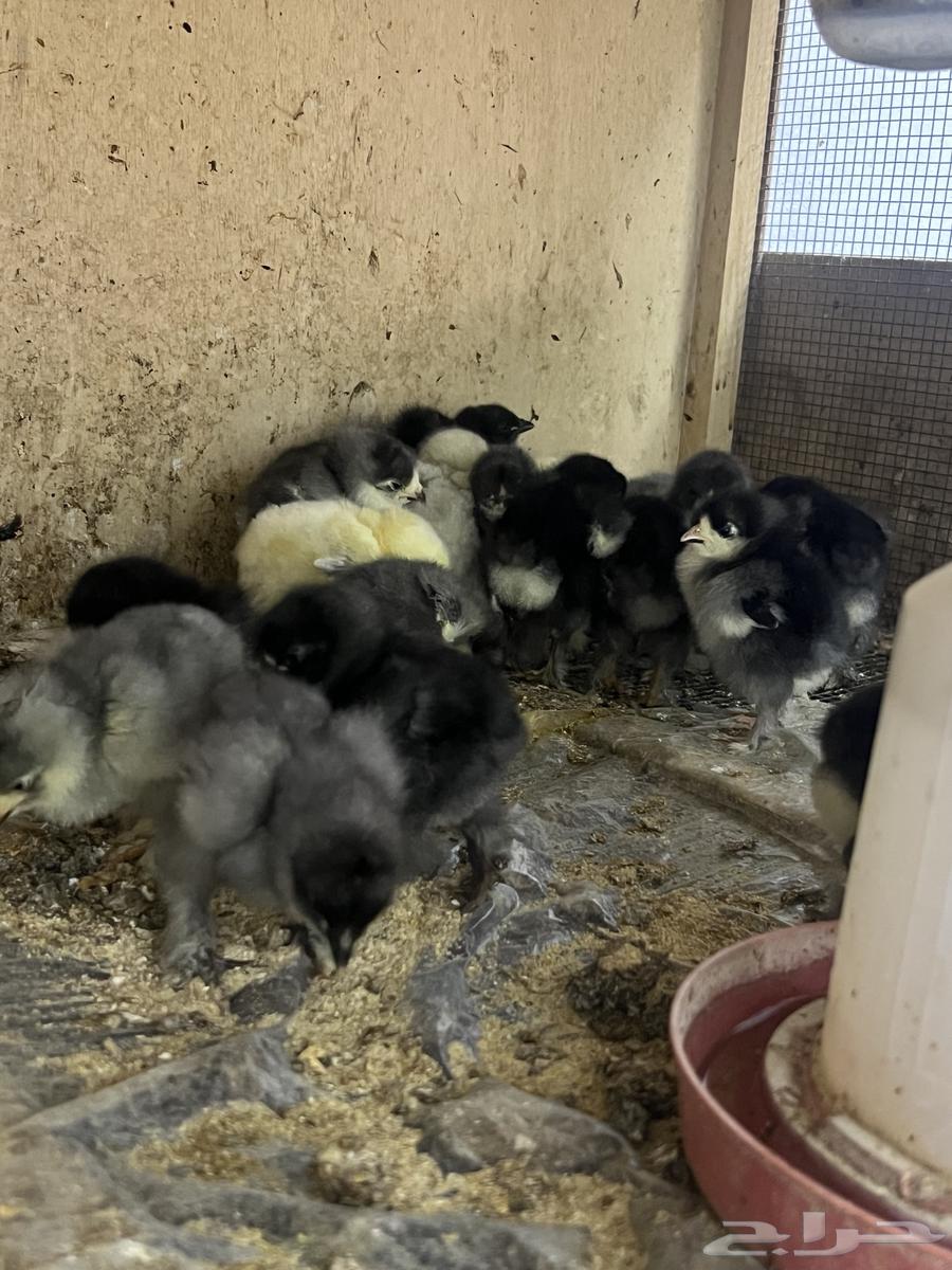 للبيع صوص براهما عدد 20 جوز63157650236802114