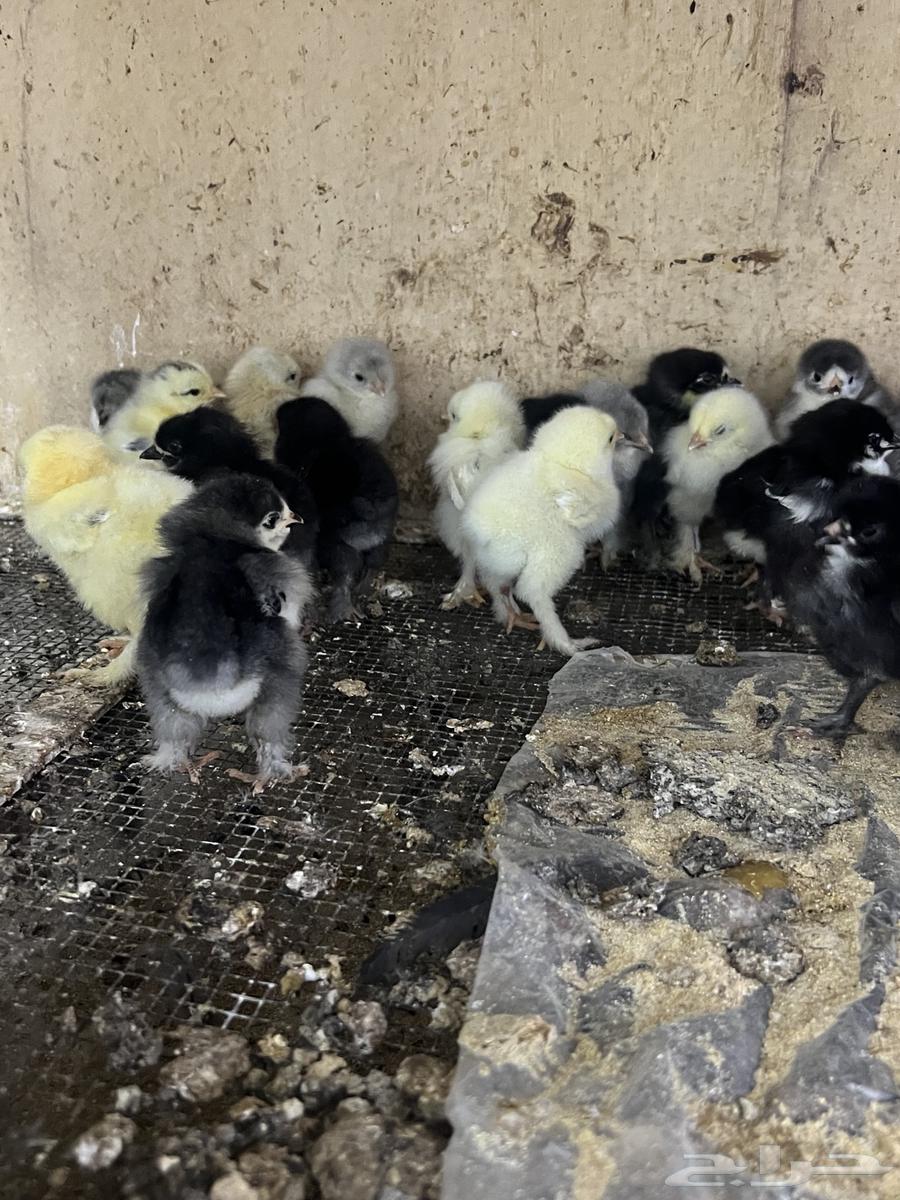 للبيع صوص براهما عدد 20 جوز63157650236802112