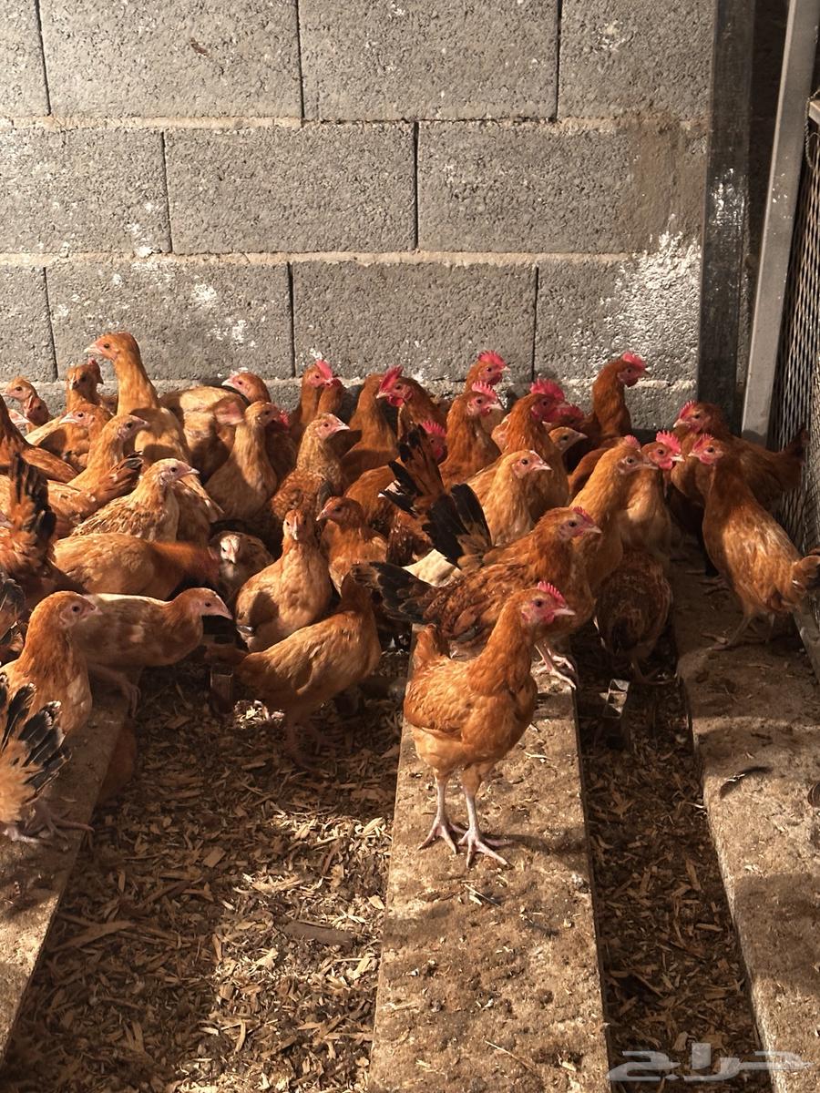 3-month-old local chicken63155750530691111