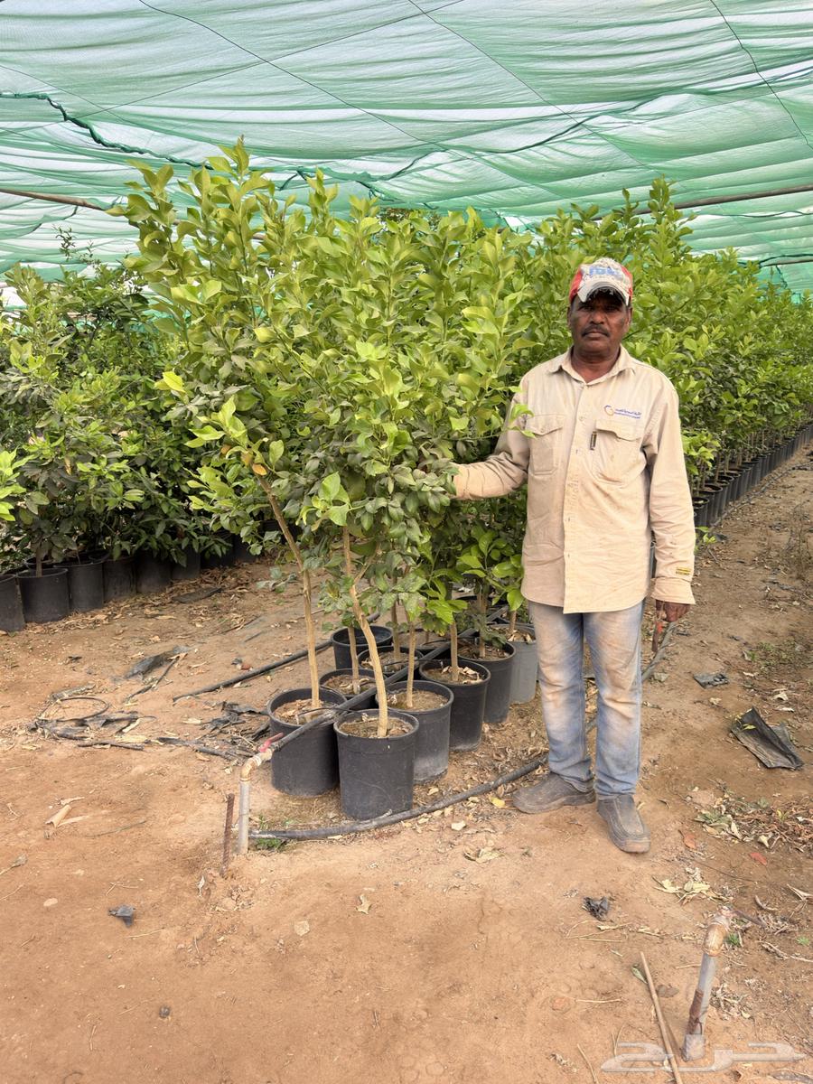 Orange - Lemon - Tangerine - Fig - Grapes - and others Najran63155750719235112