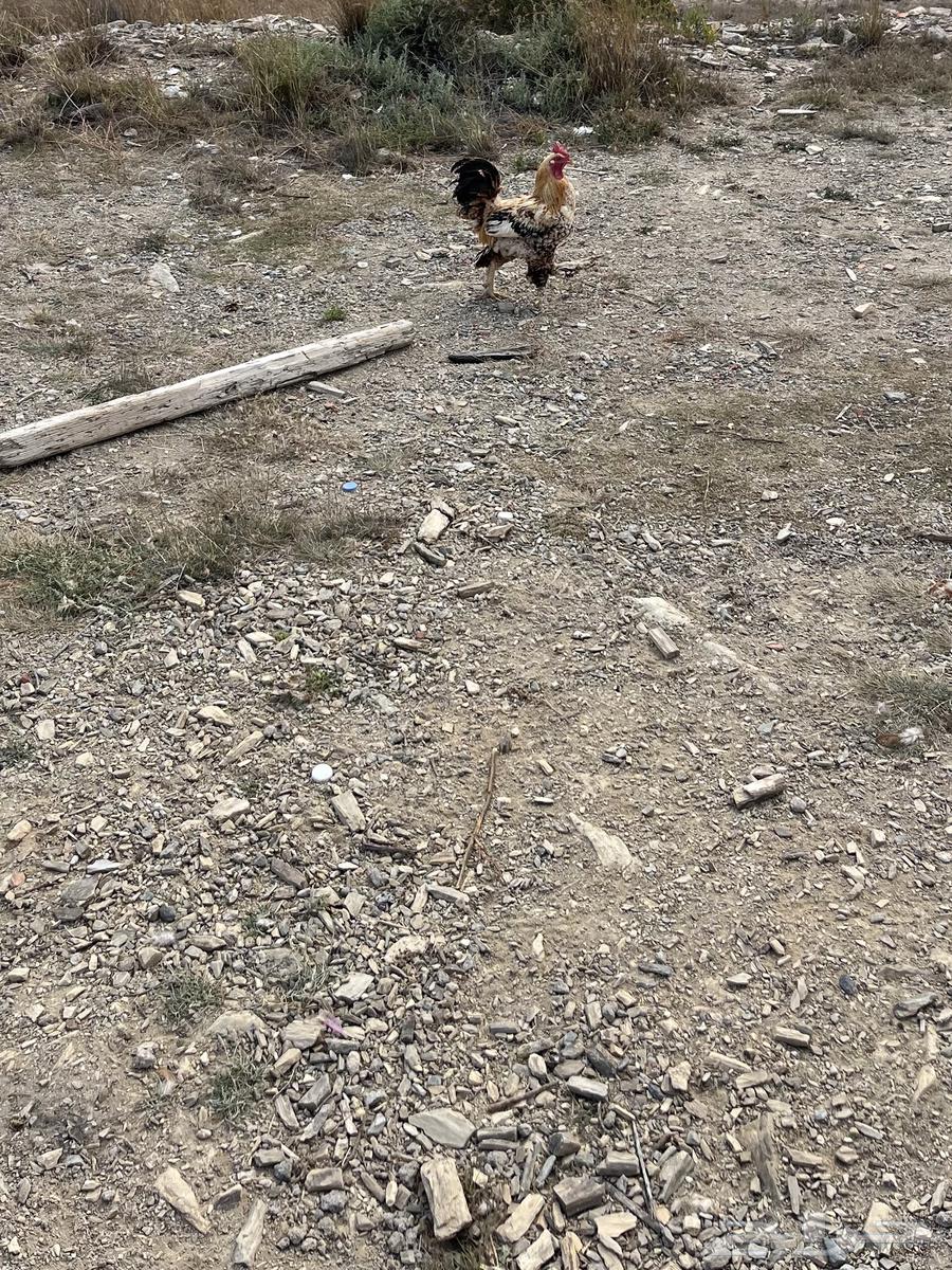 French rooster63157658559234111