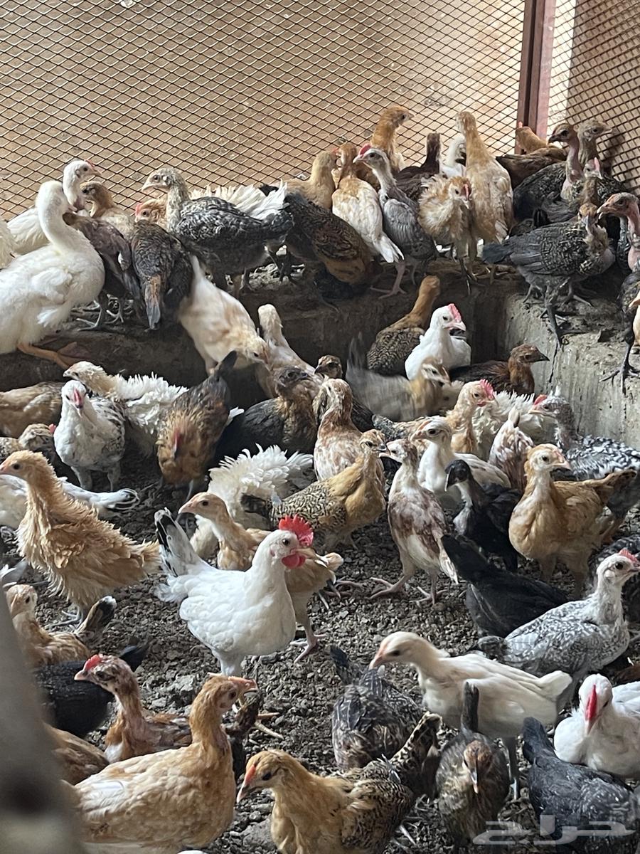 Local chicken broilers appetizers63157630642051113