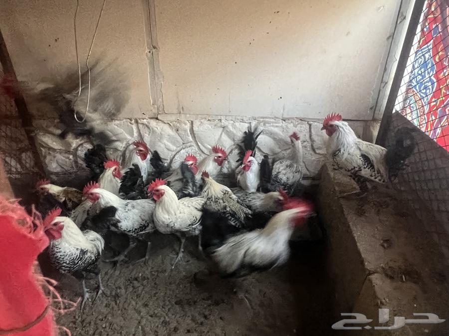 Roosters for sale in Fayoum63157200111617112