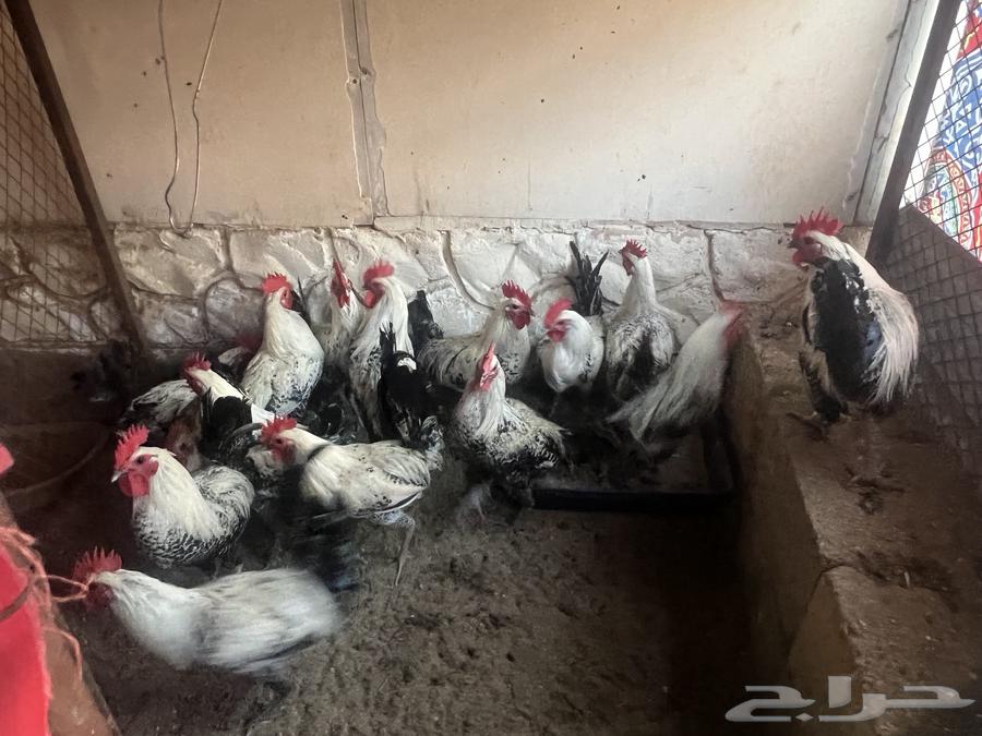 Roosters for sale in Fayoum63157200111617111
