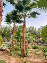 نخل للبيع النوع واشنطن63158083838339111
