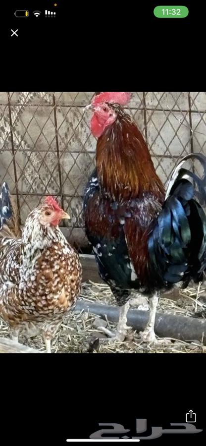 McIntosh chicken, a rare breed for sale. Sold.63157634772481114