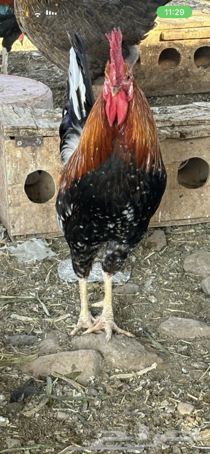 McIntosh chicken, a rare breed for sale. Sold.63157634772481113