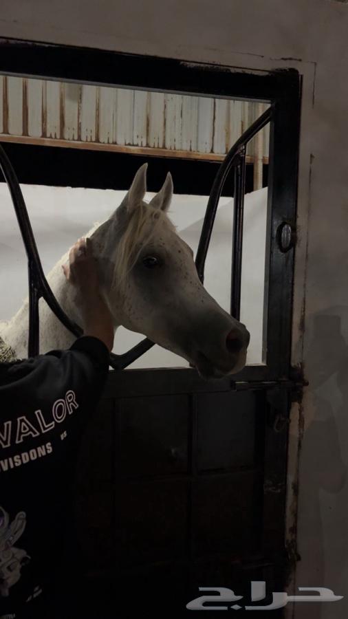 The colonel's stable for keeping horses Rabigh63020474982913112