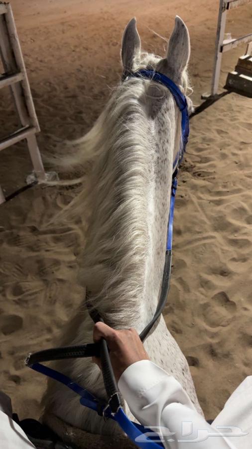 The colonel's stable for keeping horses Rabigh630204749829131129