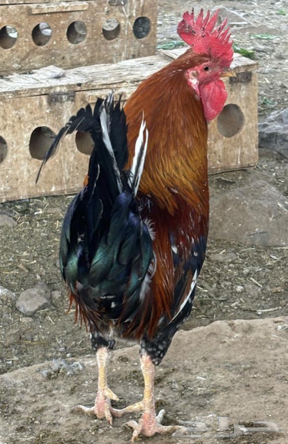 McIntosh chicken, a rare breed for sale. Sold.63157634772481112