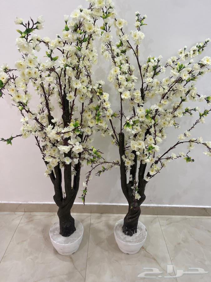 An artificial plant view63157634525058112