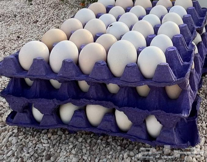 Local Faiyum fertile eggs631585428866581113