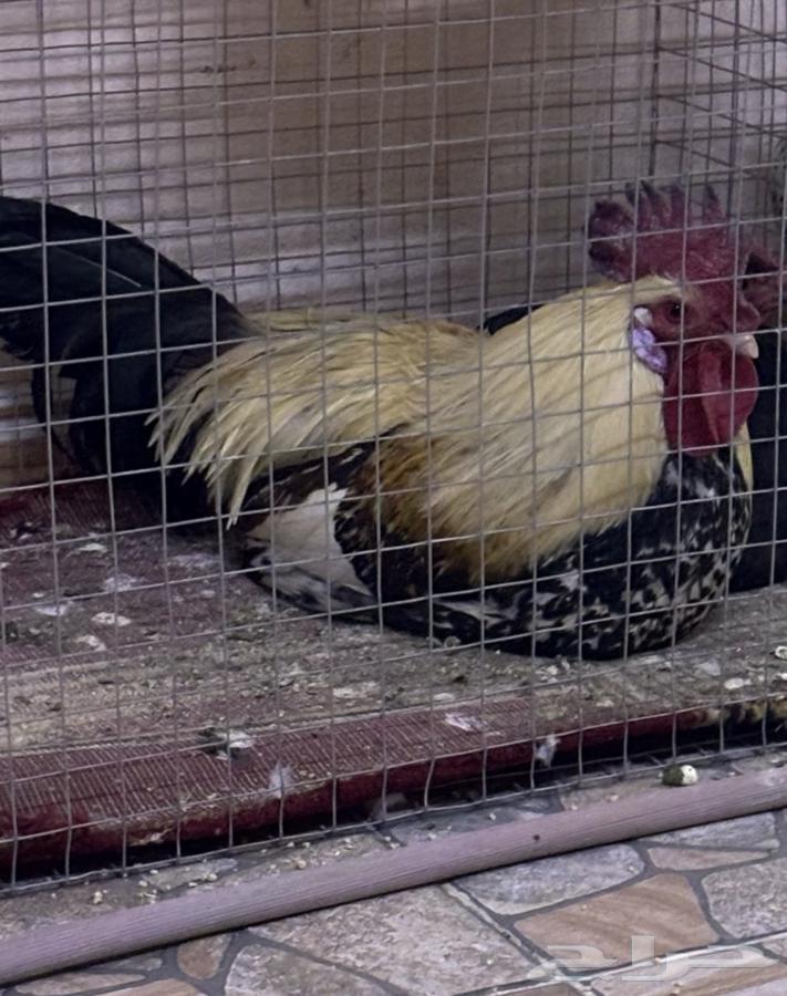 McIntosh chicken, a rare breed for sale. Sold.63157634772481111