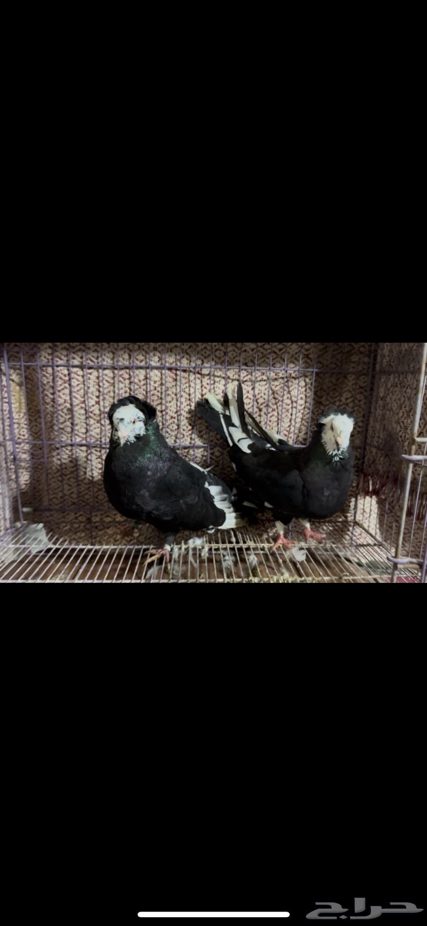 For sale: Egyptian and Maltese pigeon pair63158080194689113
