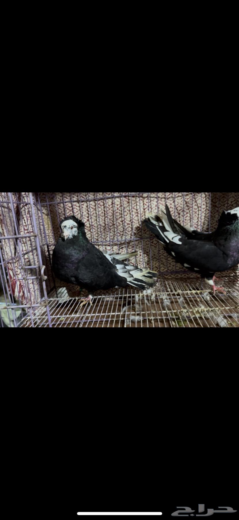 For sale: Egyptian and Maltese pigeon pair631580801946891116