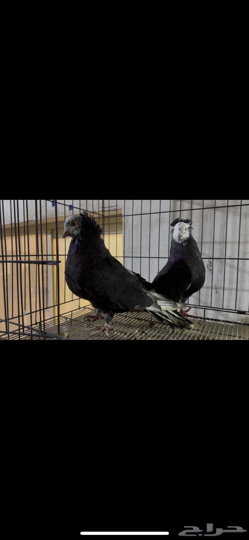 For sale: Egyptian and Maltese pigeon pair63158080194689112